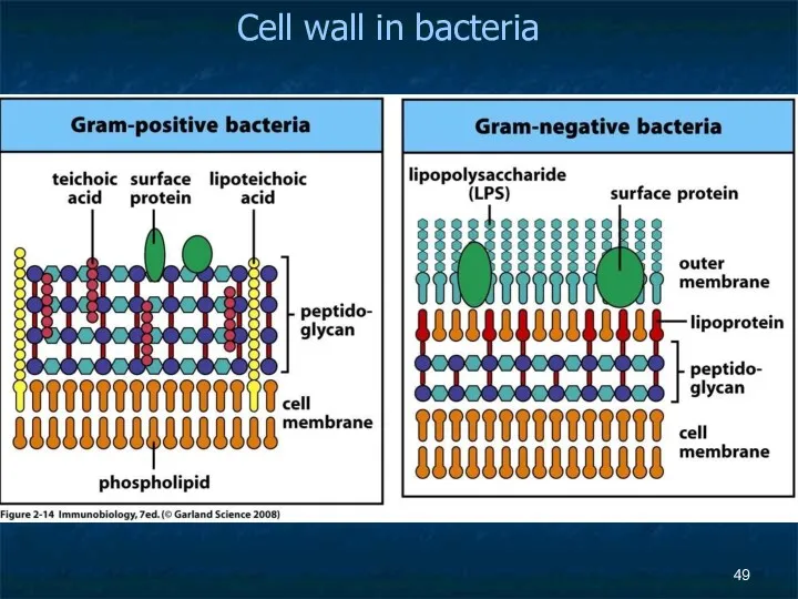 Cell wall in bacteria