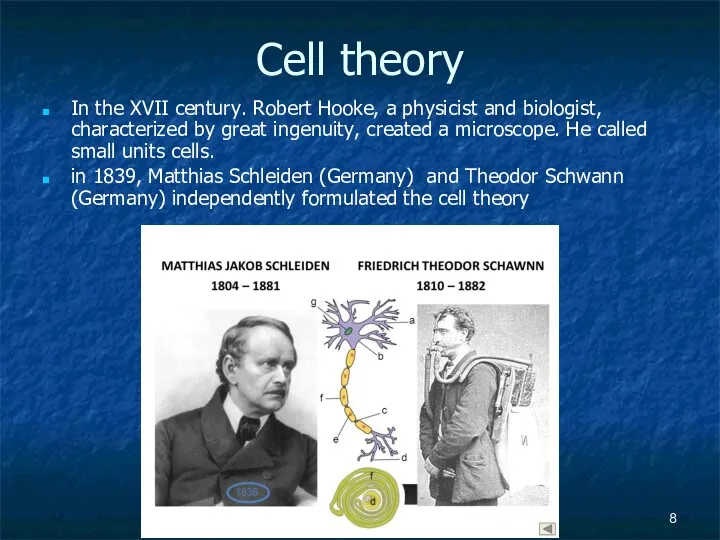 Cell theory In the XVII century. Robert Hooke, a physicist