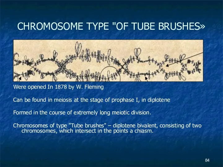 CHROMOSOME TYPE "OF TUBE BRUSHES» Were opened In 1878 by