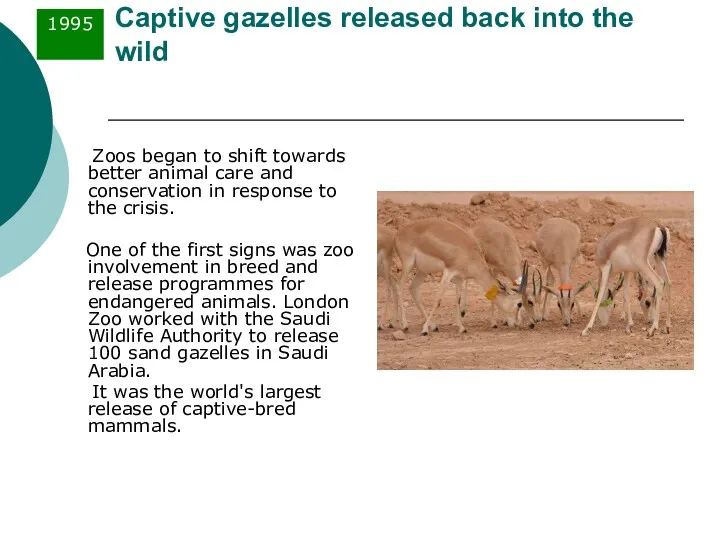 Captive gazelles released back into the wild Zoos began to