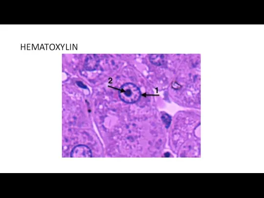 HEMATOXYLIN