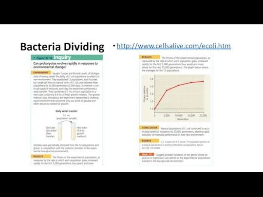 Bacteria Dividing http://www.cellsalive.com/ecoli.htm