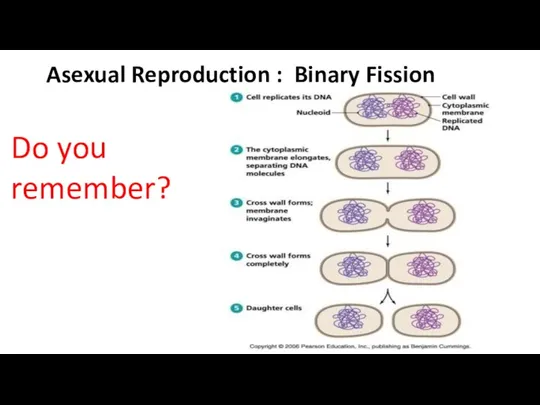 Asexual Reproduction : Binary Fission Do you remember?