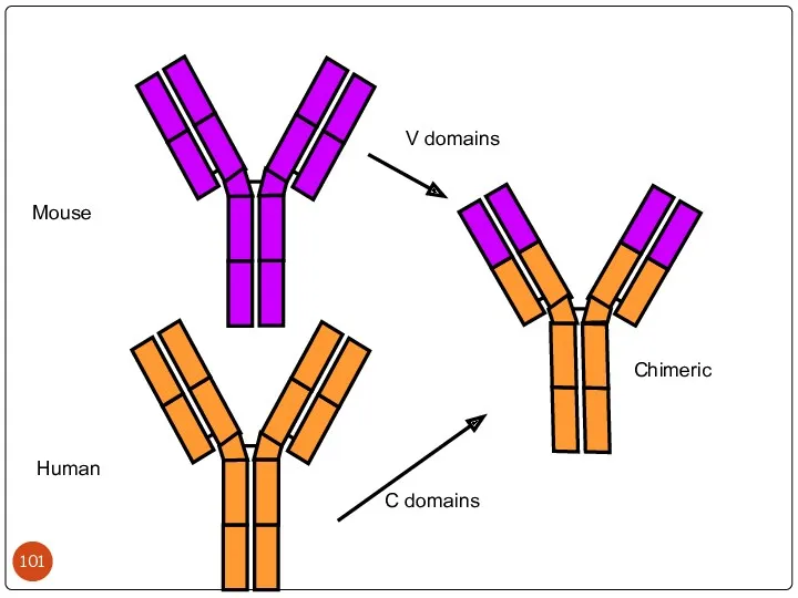 Mouse Human Chimeric V domains C domains