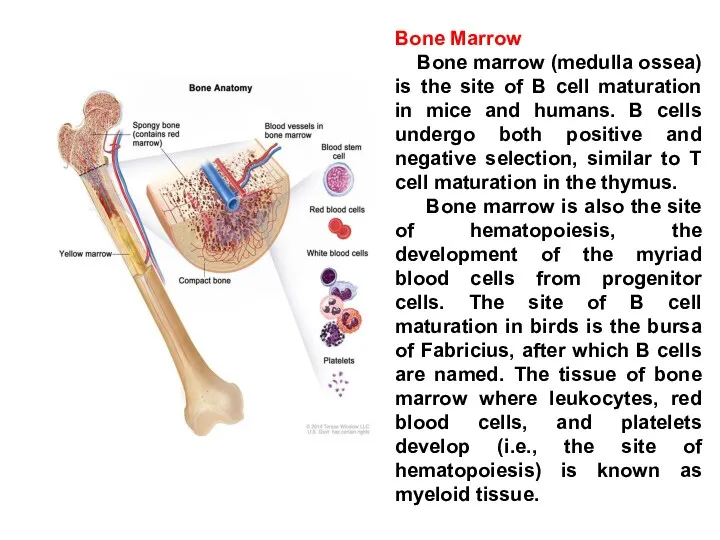 Bone Marrow Bone marrow (medulla ossea) is the site of