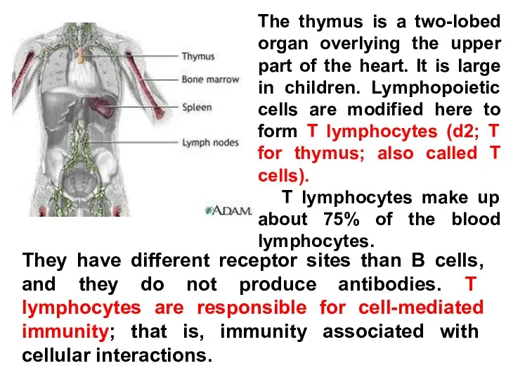 The thymus is a two-lobed organ overlying the upper part