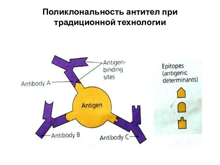 Поликлональность антител при традиционной технологии