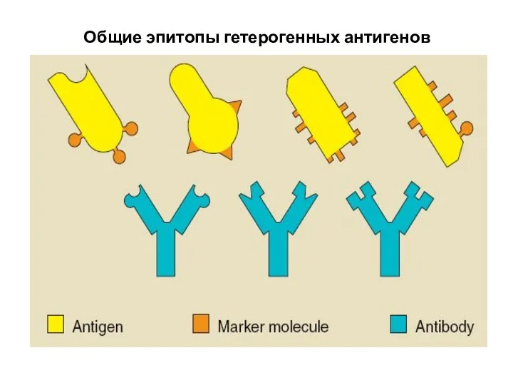 Общие эпитопы гетерогенных антигенов