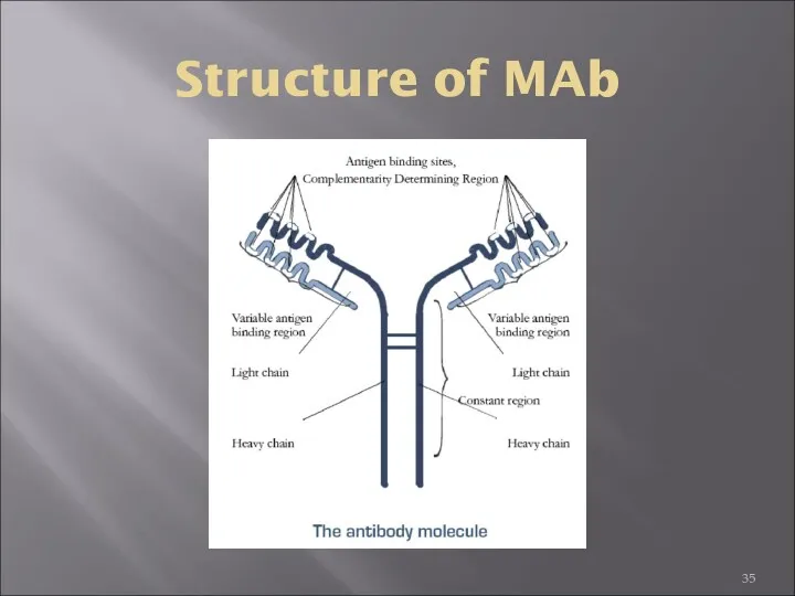 Structure of MAb