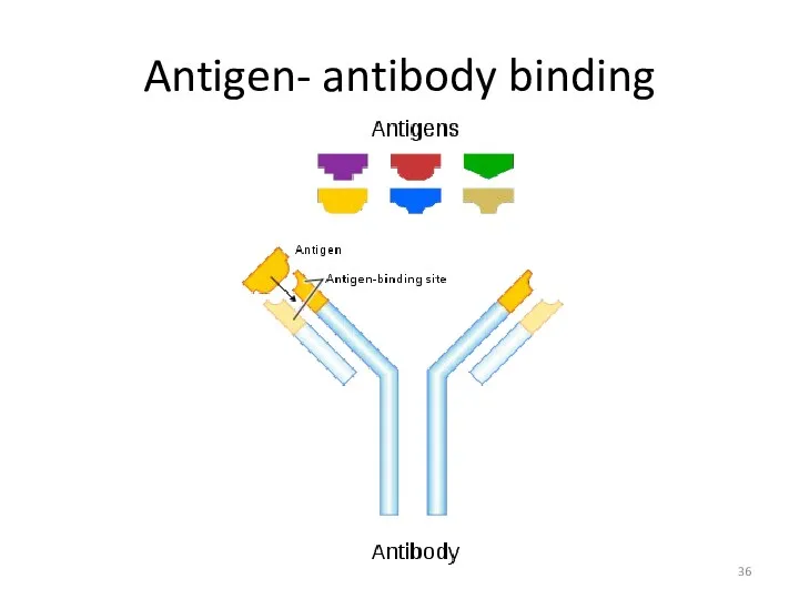 Antigen- antibody binding