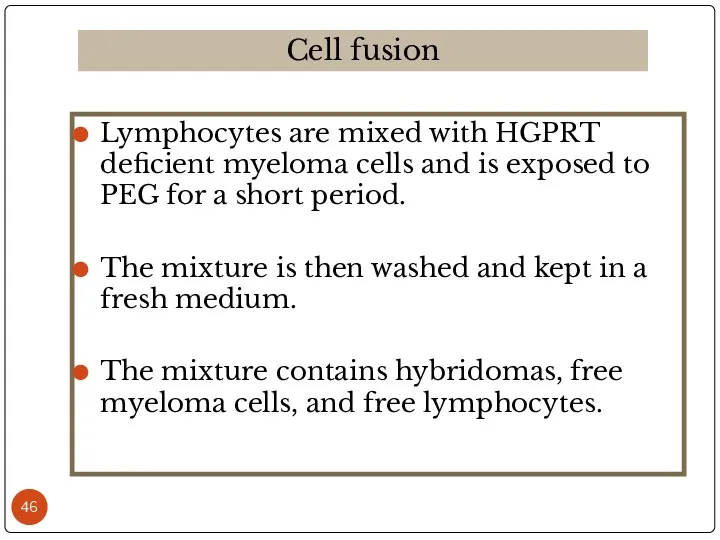 Lymphocytes are mixed with HGPRT deficient myeloma cells and is