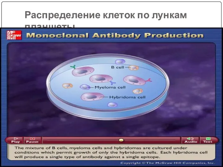 Распределение клеток по лункам планшеты