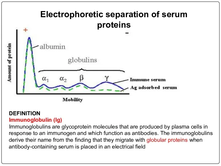 Electrophoretic separation of serum proteins DEFINITION Immunoglobulin (Ig) Immunoglobulins are
