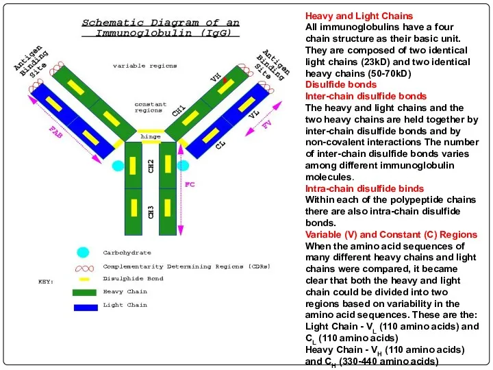 Heavy and Light Chains All immunoglobulins have a four chain