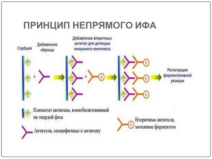 ПРИНЦИП НЕПРЯМОГО ИФА