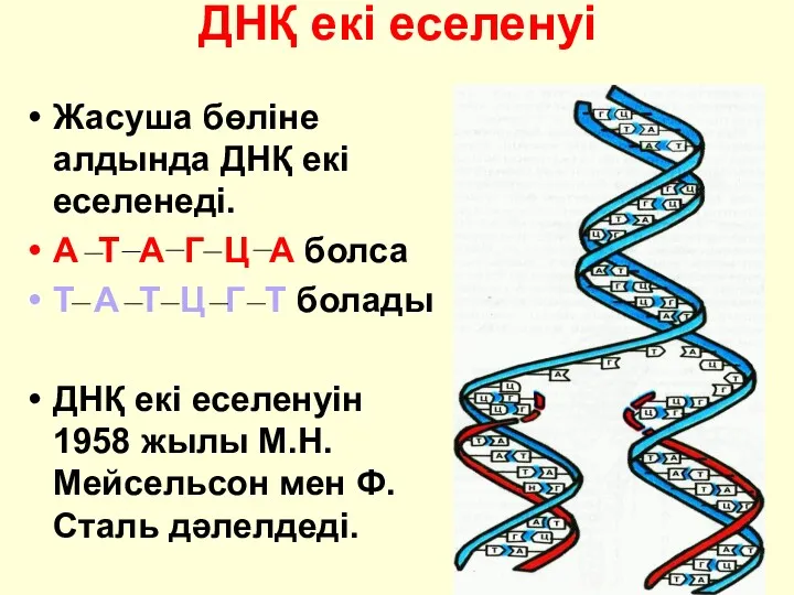 ДНҚ екі еселенуі Жасуша бөліне алдында ДНҚ екі еселенеді. А