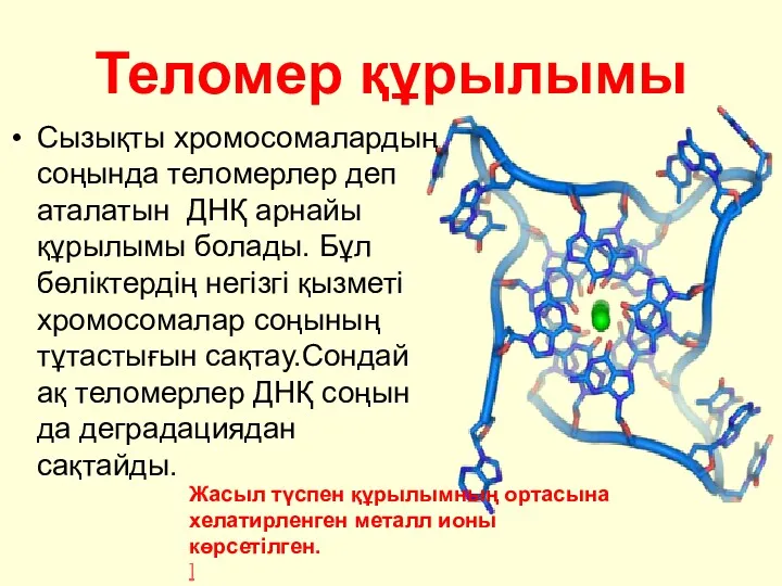 Теломер құрылымы Сызықты хромосомалардың соңында теломерлер деп аталатын ДНҚ арнайы