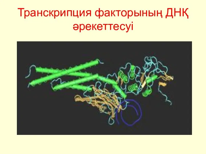 Транскрипция факторының ДНҚ әрекеттесуі