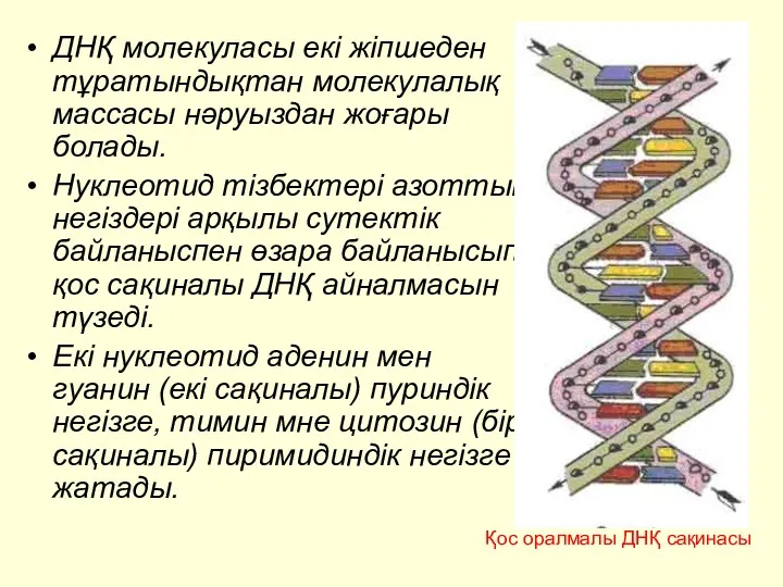 ДНҚ молекуласы екі жіпшеден тұратындықтан молекулалық массасы нәруыздан жоғары болады.