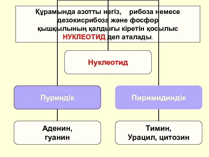 Құрамында азотты негіз, рибоза немесе дезокисрибоза және фосфор қышқылының қалдығы кіретін қосылыс НУКЛЕОТИД деп аталады.