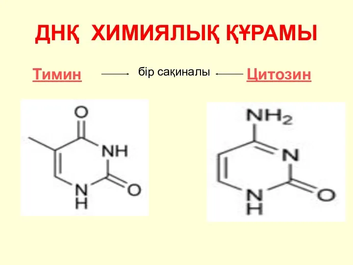 ДНҚ ХИМИЯЛЫҚ ҚҰРАМЫ Тимин Цитозин бір сақиналы