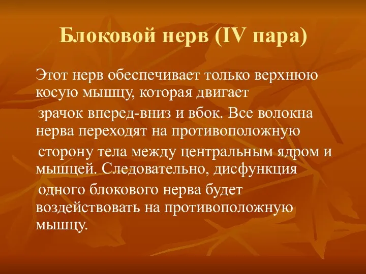 Блоковой нерв (IV пара) Этот нерв обеспечивает только верхнюю косую