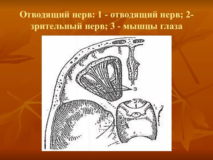 Отводящий нерв: 1 - отводящий нерв; 2- зрительный нерв; 3 - мышцы глаза