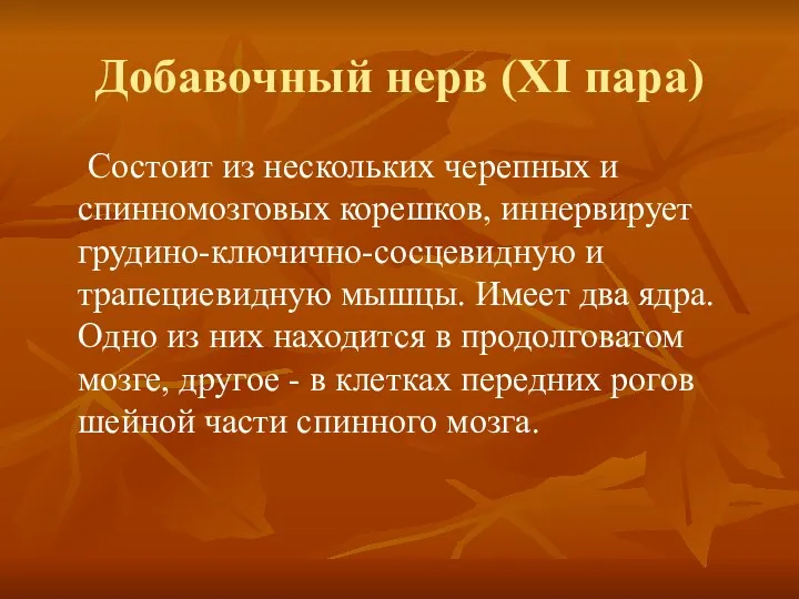 Добавочный нерв (XI пара) Состоит из нескольких черепных и спинномозговых