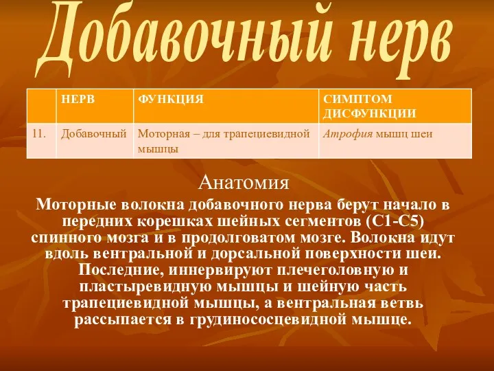 Добавочный нерв Анатомия Моторные волокна добавочного нерва берут начало в