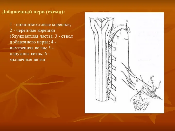 Добавочный нерв (схема): 1 - спинномозговые корешки; 2 - черепные