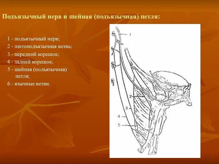 Подъязычный нерв и шейная (подъязычная) петля: 1 - подъязычный нерв;