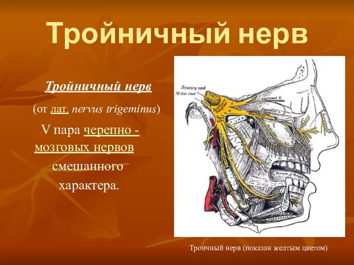 Тройничный нерв Тройничный нерв (от лат. nervus trigeminus) V пара