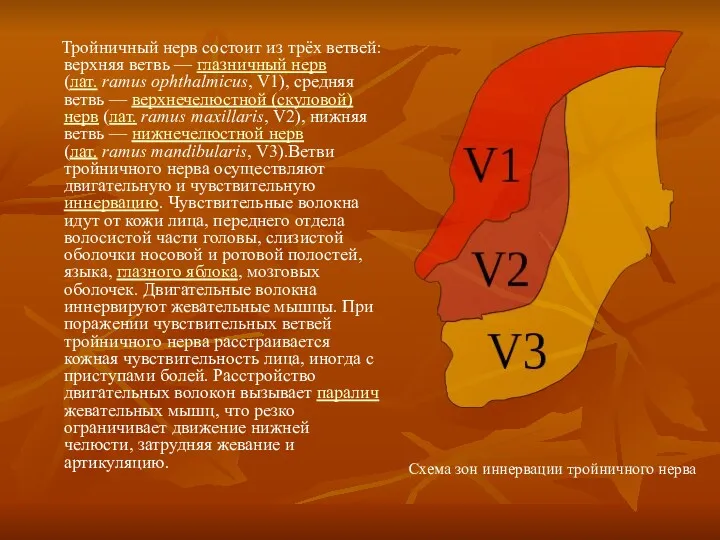 Тройничный нерв состоит из трёх ветвей: верхняя ветвь — глазничный