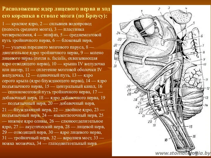 Расположение ядер лицевого нерва и ход его корешка в стволе