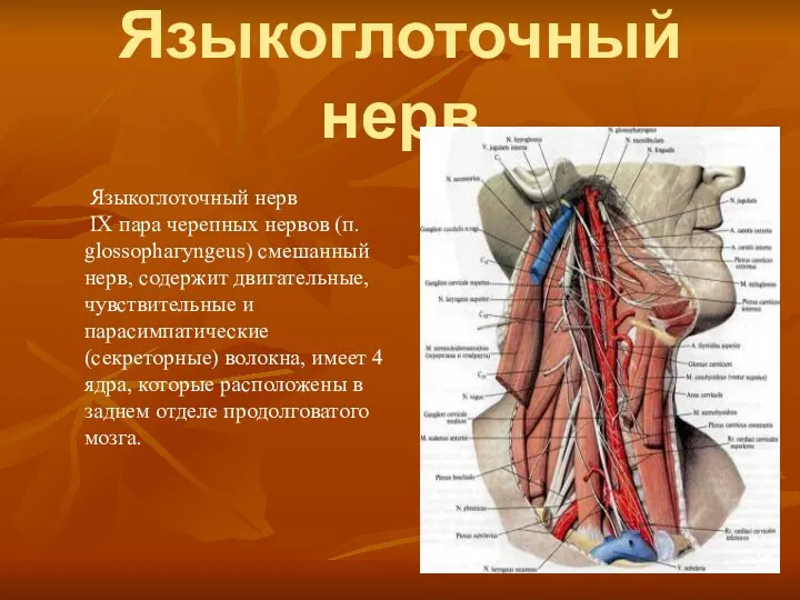 Языкоглоточный нерв Языкоглоточный нерв IX пара черепных нервов (п. glossophaгyngeus)