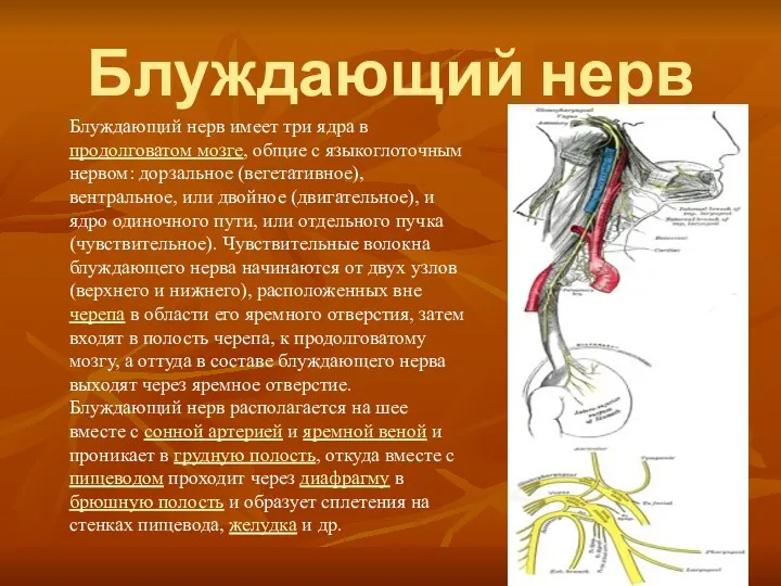 Блуждающий нерв Блуждающий нерв имеет три ядра в продолговатом мозге,