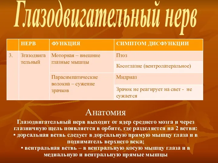 Глазодвигательный нерв Анатомия Глазодвигательный нерв выходит от ядер среднего мозга