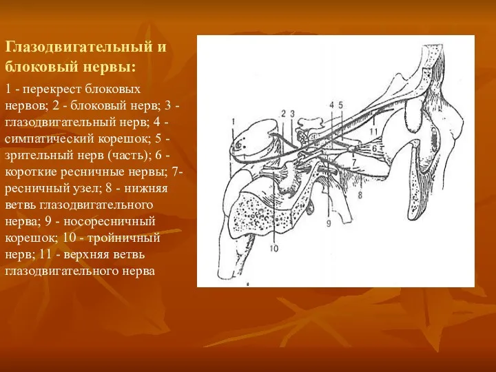 Глазодвигательный и блоковый нервы: 1 - перекрест блоковых нервов; 2