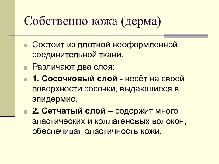 Собственно кожа (дерма) Состоит из плотной неоформленной соединительной ткани. Различают