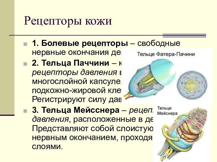 Рецепторы кожи 1. Болевые рецепторы – свободные нервные окончания дендронов.