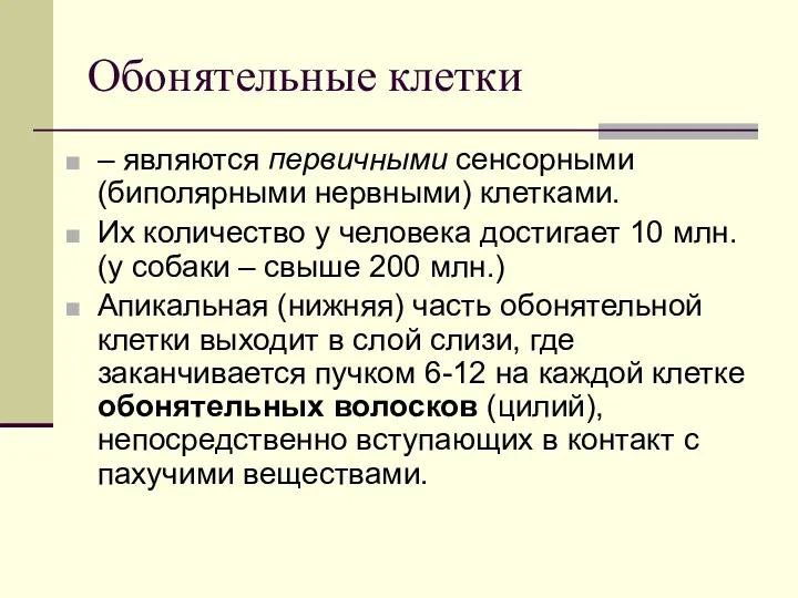 Обонятельные клетки – являются первичными сенсорными (биполярными нервными) клетками. Их