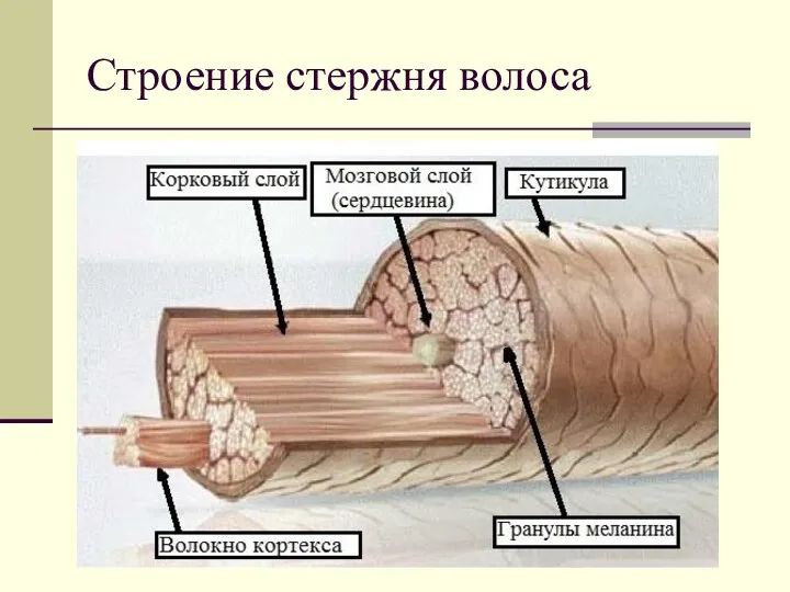 Строение стержня волоса