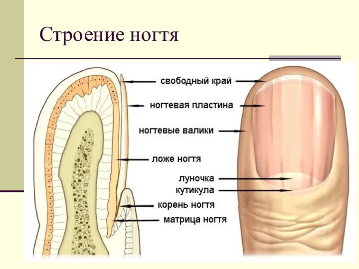 Строение ногтя