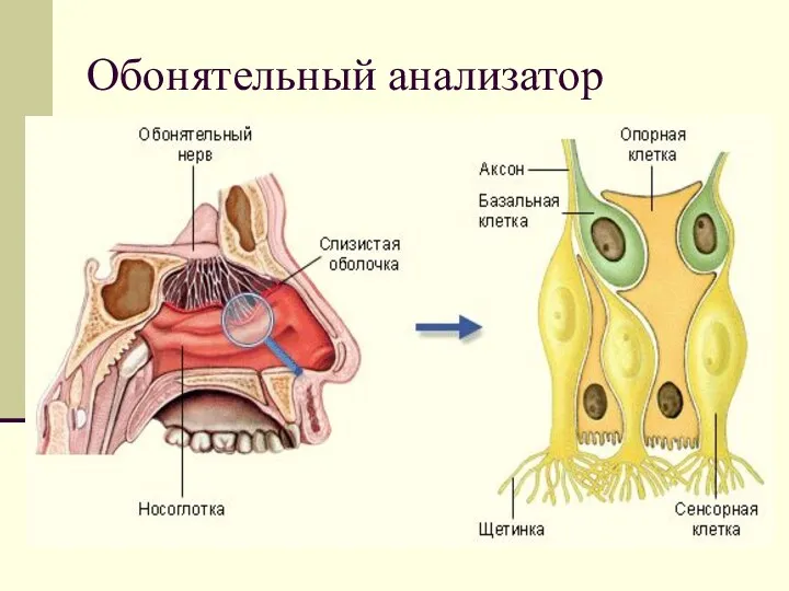 Обонятельный анализатор