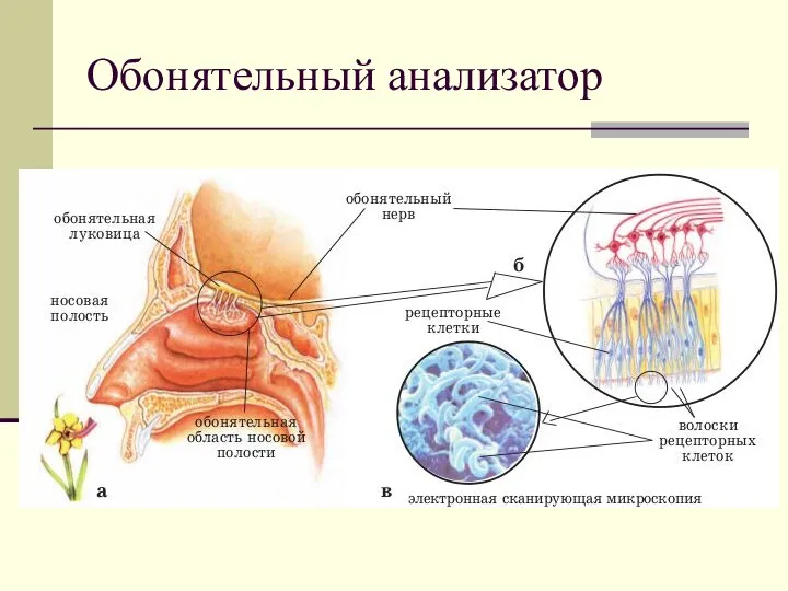 Обонятельный анализатор