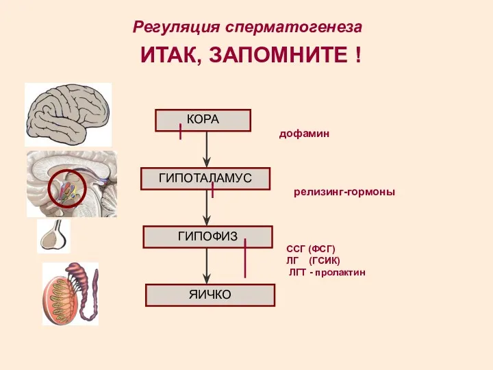 Регуляция сперматогенеза КОРА ГИПОТАЛАМУС ГИПОФИЗ ЯИЧКО дофамин релизинг-гормоны ССГ (ФСГ)