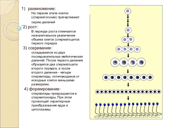 размножение: На первом этапе клетки (сперматогонии) претерпевают серию делений 2)