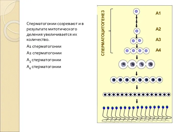 Сперматогонии созревают и в результате митотического деления увеличивается их количество.