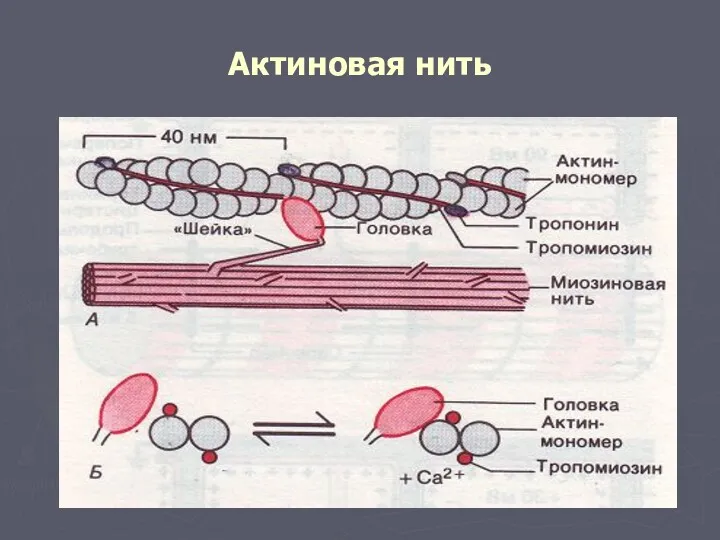 Актиновая нить