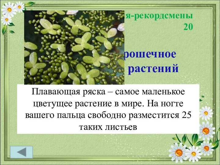 Растения-рекордсмены 20 Это самое крошечное из цветущих растений